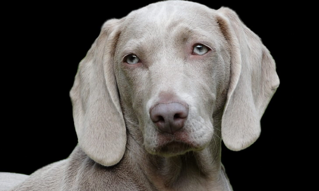 Weimaraner: A Complete Guide