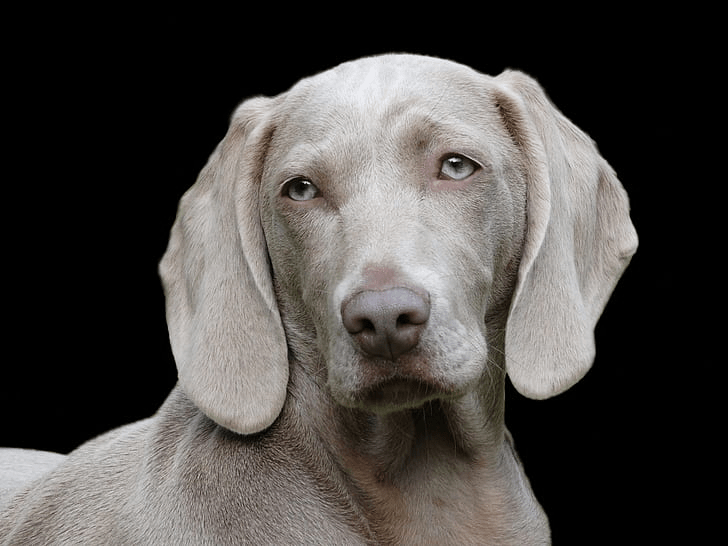 Weimaraner: A Complete Guide feat Weimaraner: A Complete Guide