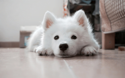 Samoyed: A Total Guide