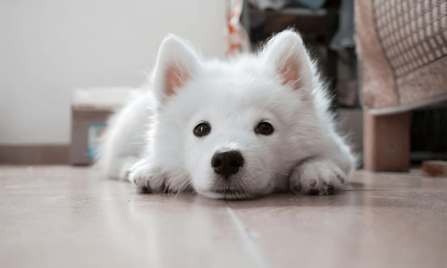 Samoyed: A Total Guide