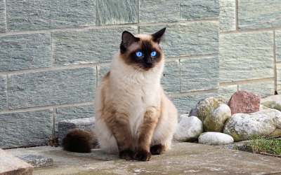 Himalayan Cat: A Total Guide