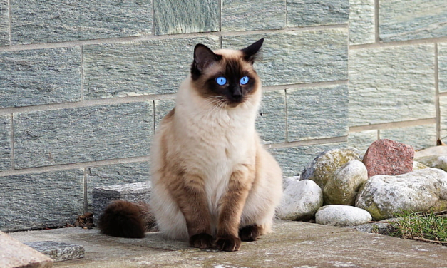 Himalayan Cat: A Total Guide