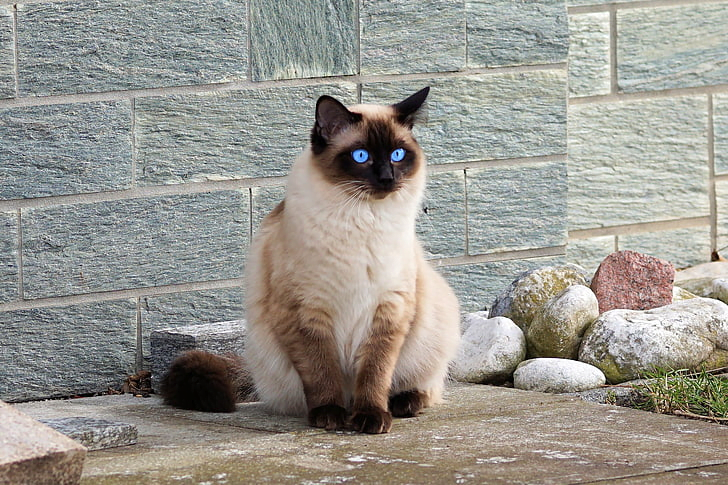 Himalayan Cat: A Total Guide