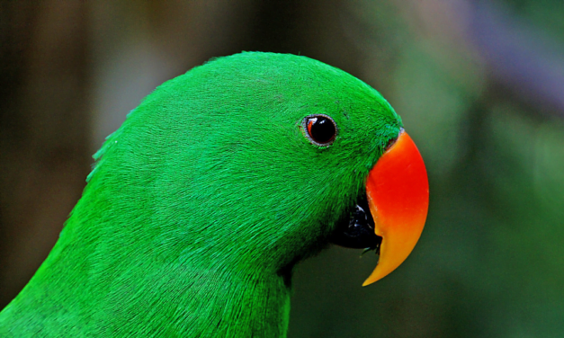 Eclectus Parrot: A Total Guide