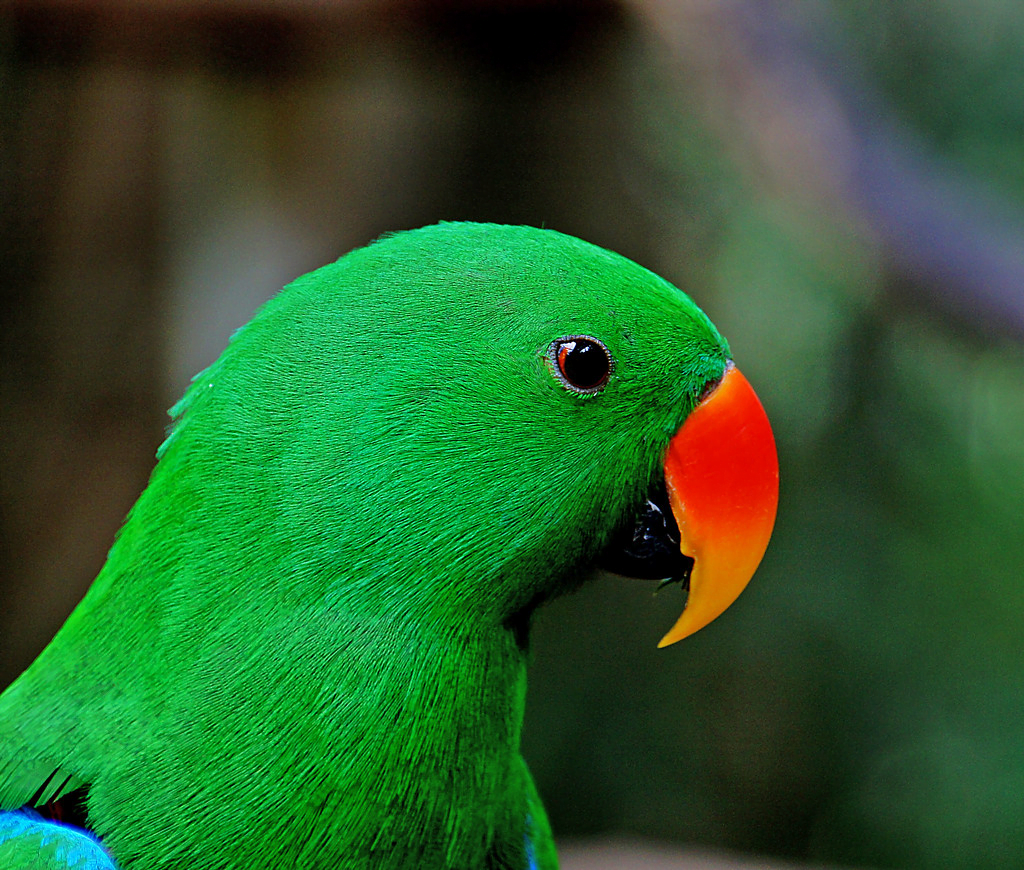 Eclectus Parrot: A Total Guide feat Eclectus Parrot: A Total Guide