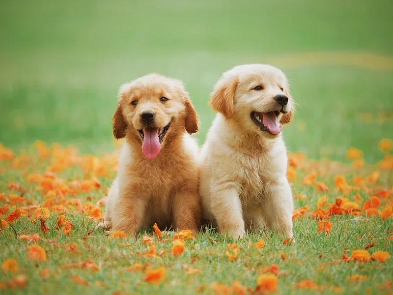 The Ultimate Guide to Dogs: History, Breeds, and Fun Facts
