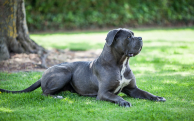 Cane Corso: A Total Guide