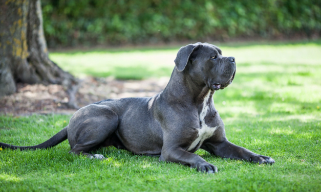 Cane Corso: A Total Guide