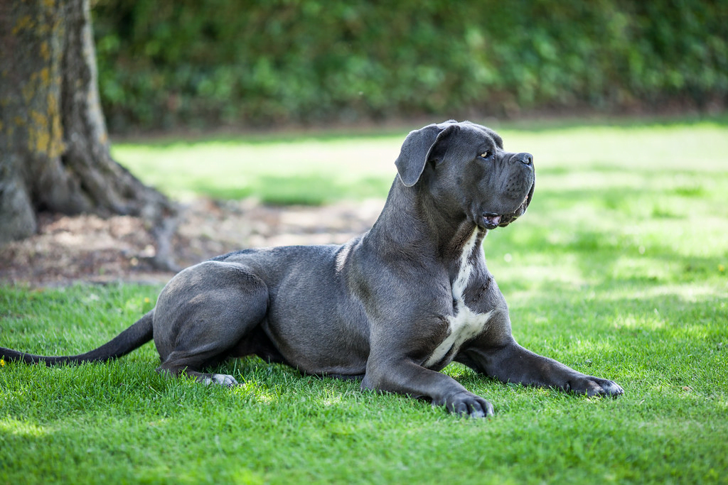 Cane Corso: A Total Guide