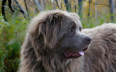 Newfoundland: A Total Guide