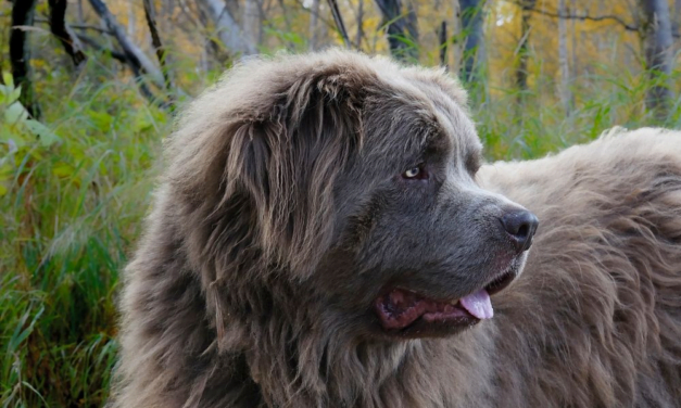 Newfoundland: A Total Guide