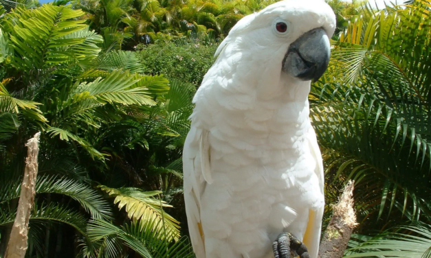 Cockatoo: A Total Guide
