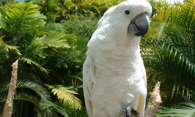 Cockatoo: A Total Guide