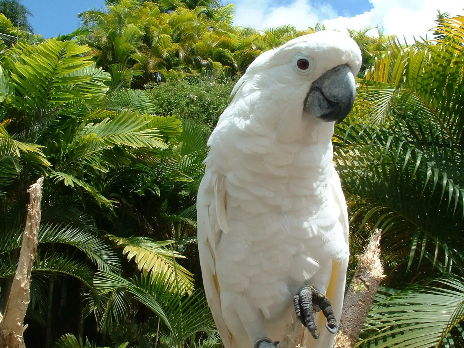 Cockatoo: A Total Guide feat Cockatoo: A Total Guide