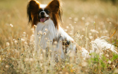 Papillon: A Total Guide