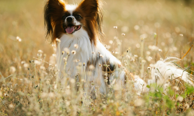 Papillon: A Total Guide