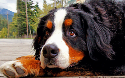 Bernese Mountain Dog: A Total Guide