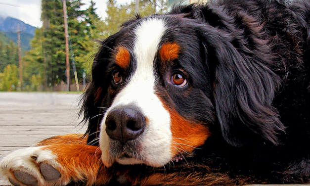 Bernese Mountain Dog: A Total Guide