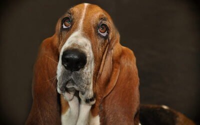 Basset Hound: A Total Guide