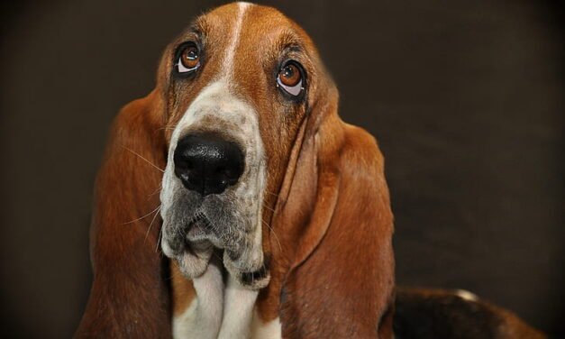 Basset Hound: A Total Guide