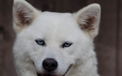 Akita: A Total Guide