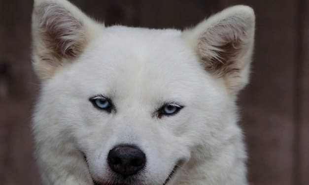 Akita: A Total Guide