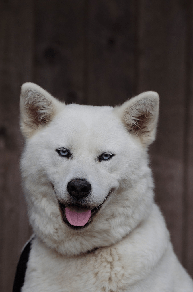 Akita: A Total Guide feat Akita: A Total Guide