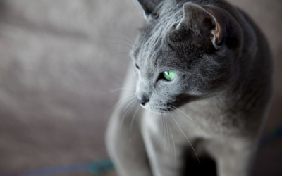 Russian Blue: A Complete Guide