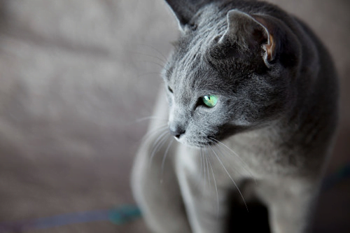 Russian Blue: A Complete Guide