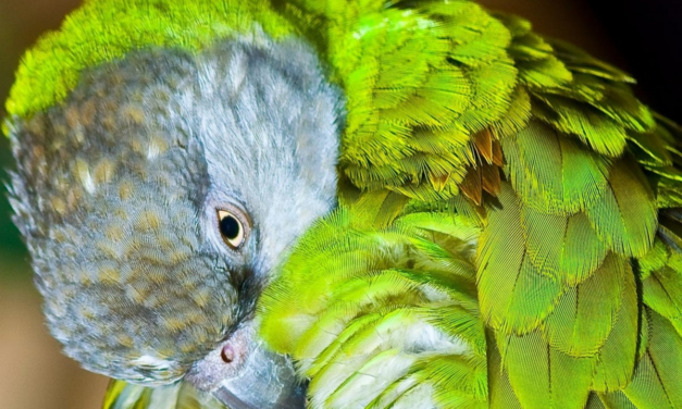 The Ultimate Guide to Senegal Parrot Care: Health, Diet, and More