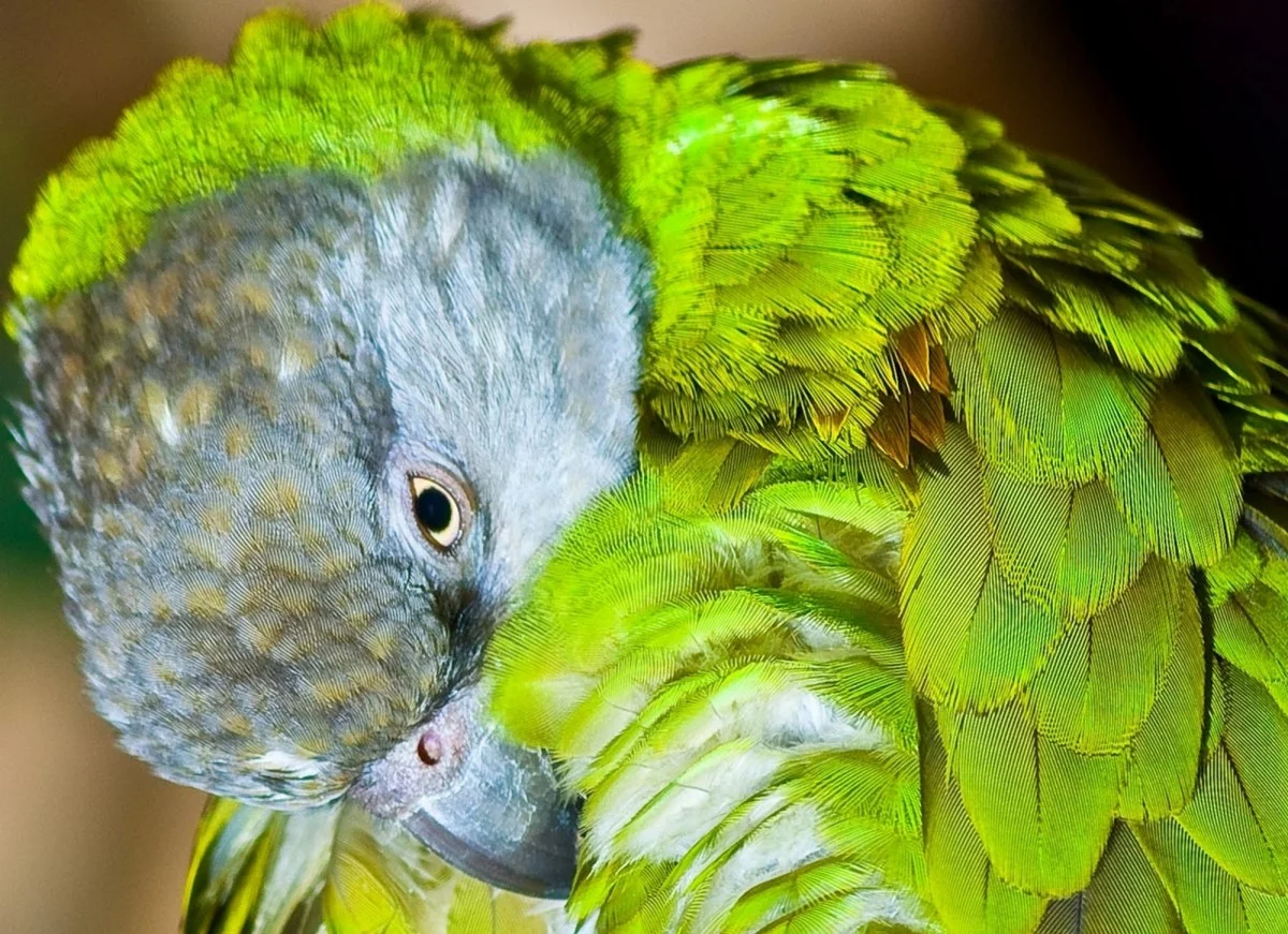 The Ultimate Guide to Senegal Parrot Care: Health, Diet, and More