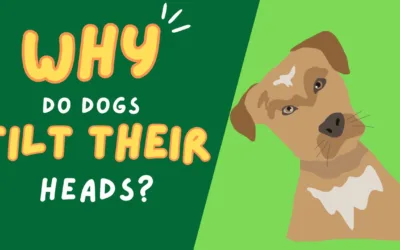 Why Do Dogs Tilt Their Heads? Exploring Canine Curiosity
