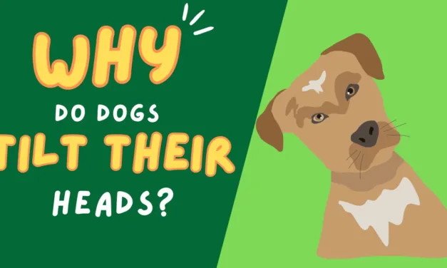 Why Do Dogs Tilt Their Heads? Exploring Canine Curiosity
