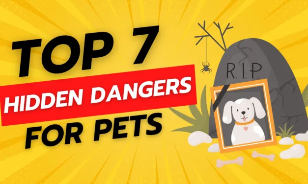 Top 7 Hidden Dangers in Your Home for Pets